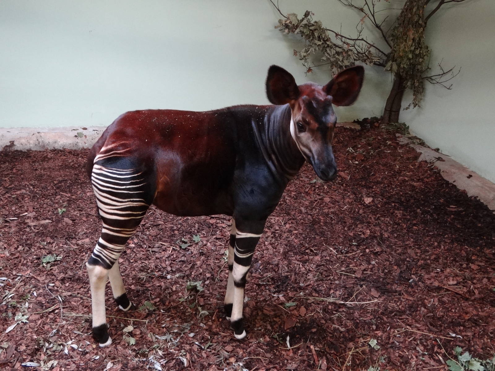 Okapi