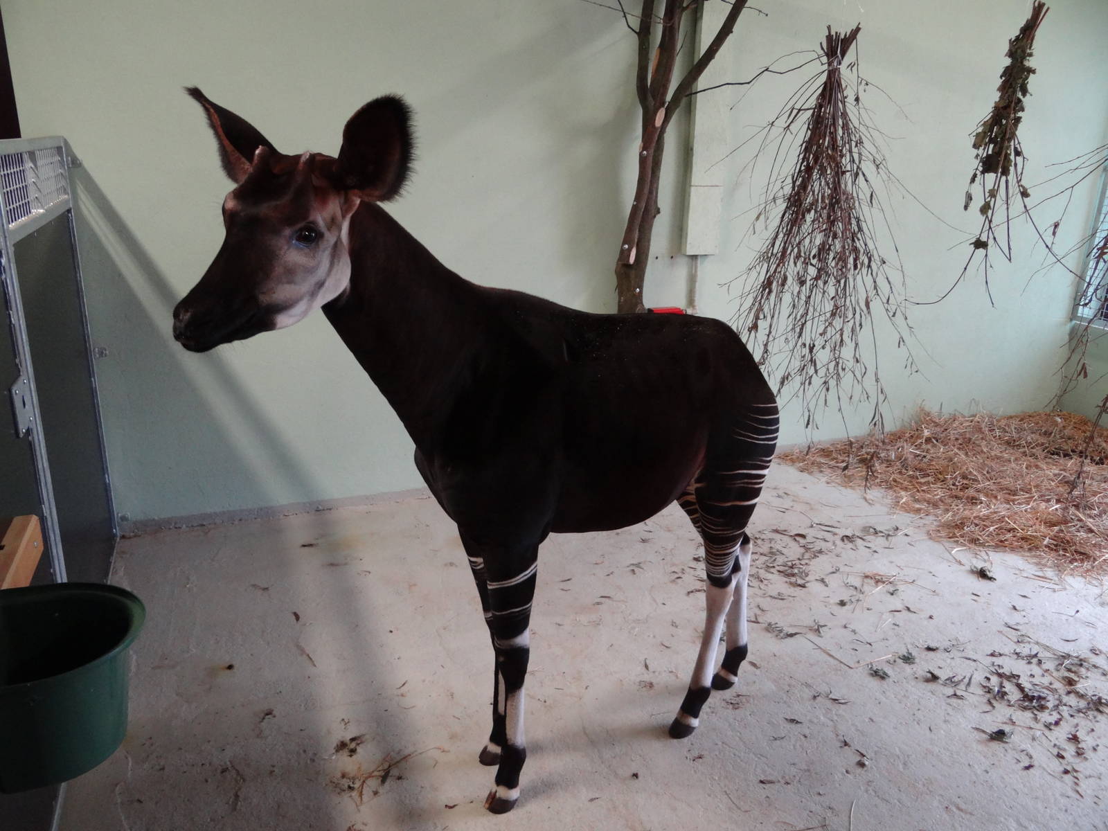 Okapi