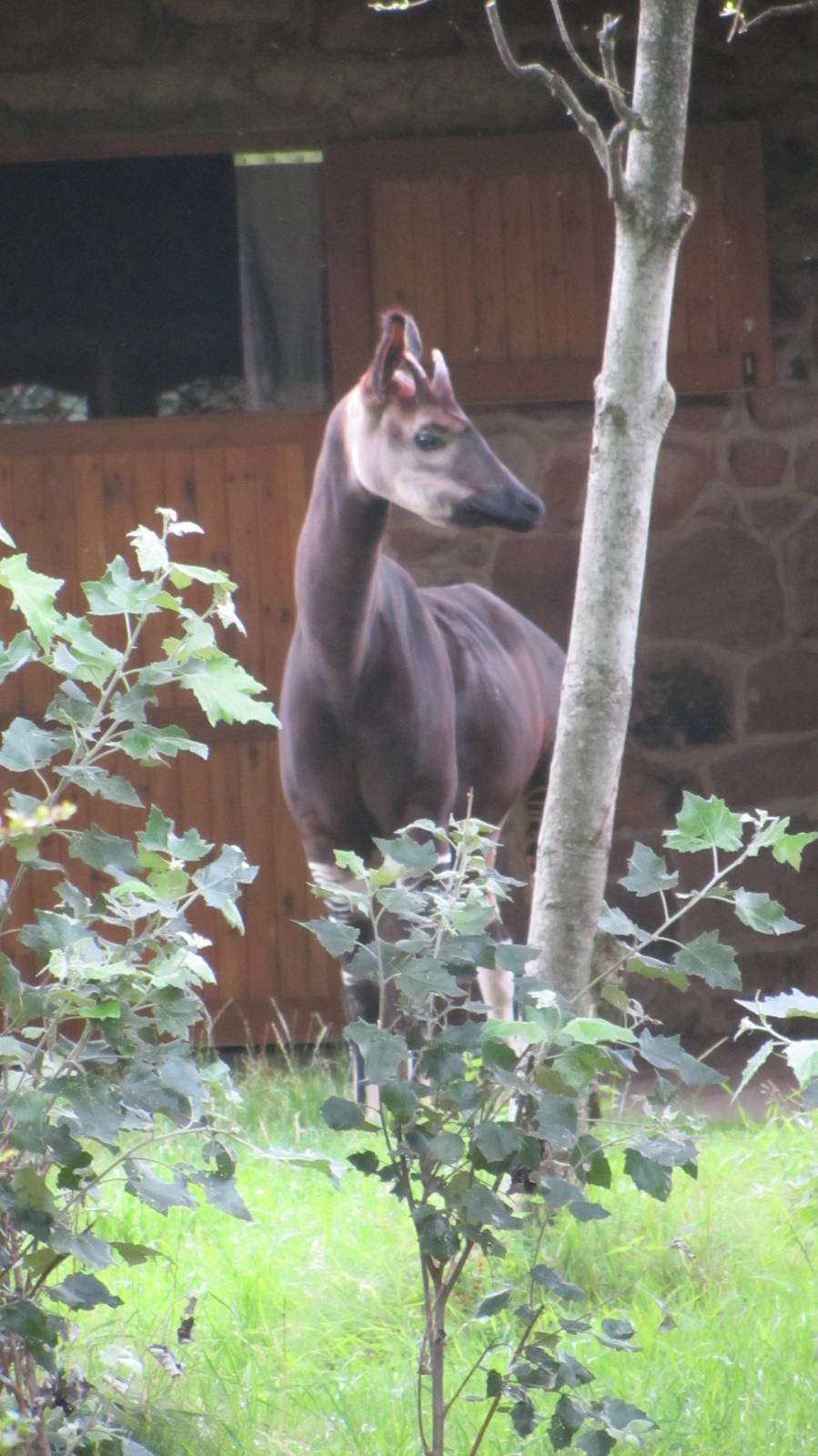 Okapi