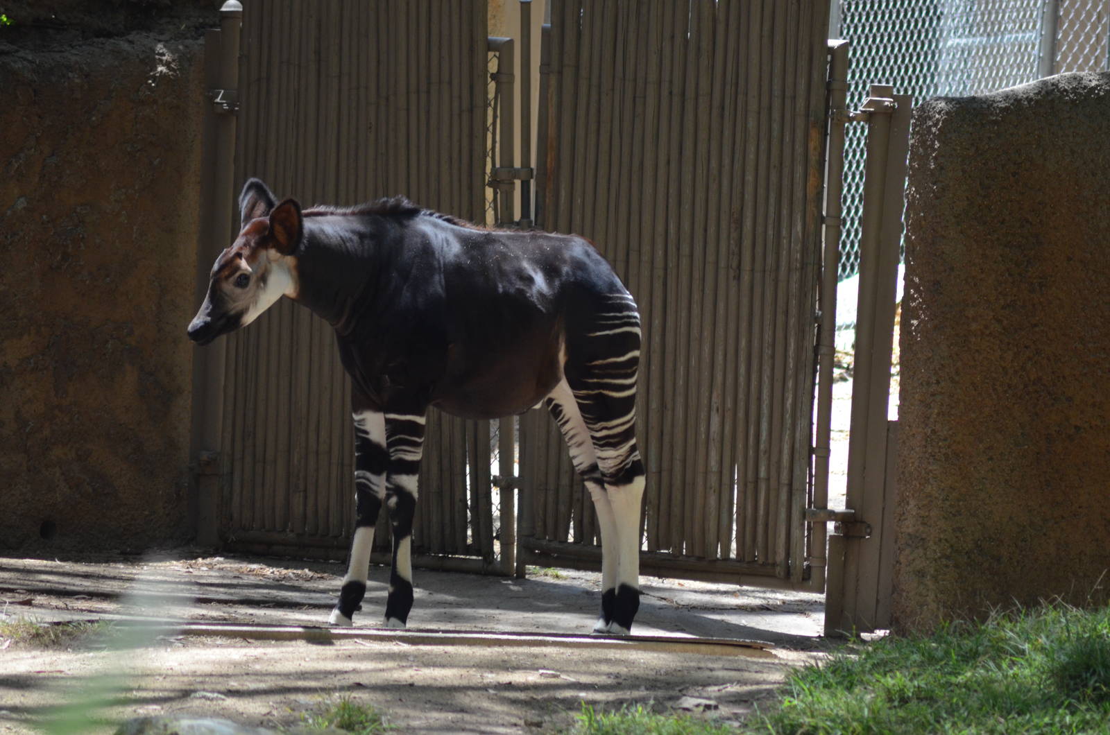 Okapi