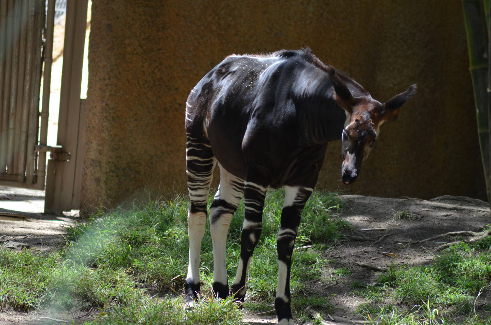 Okapi