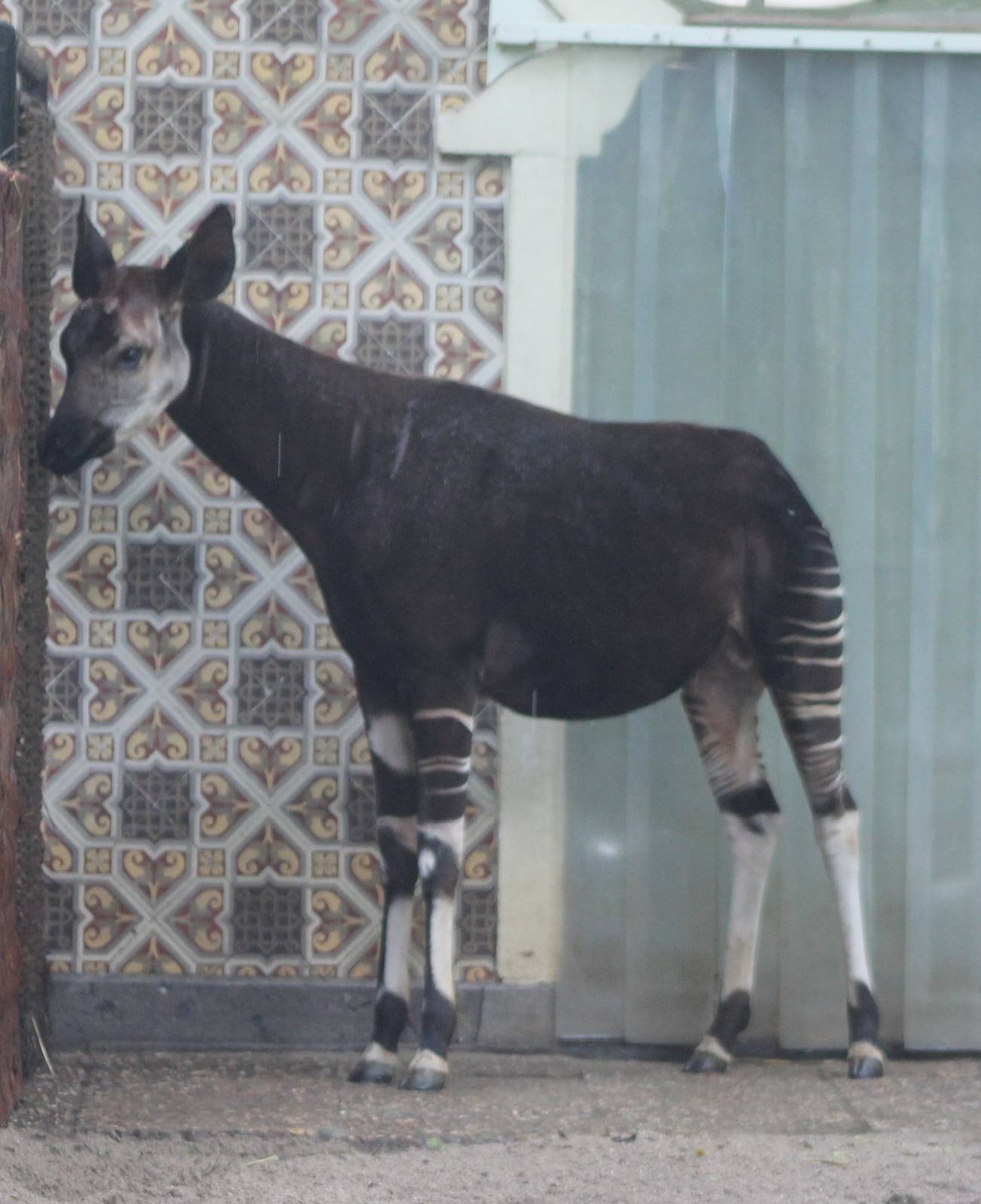Okapi