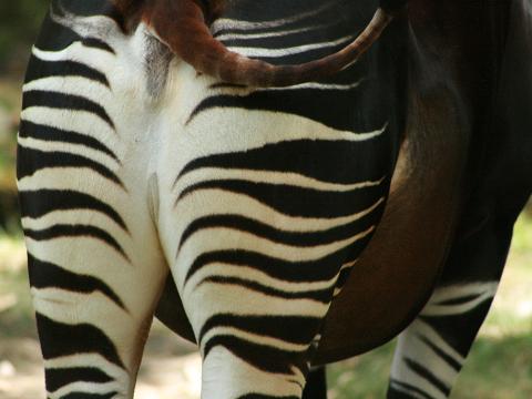 Okapi