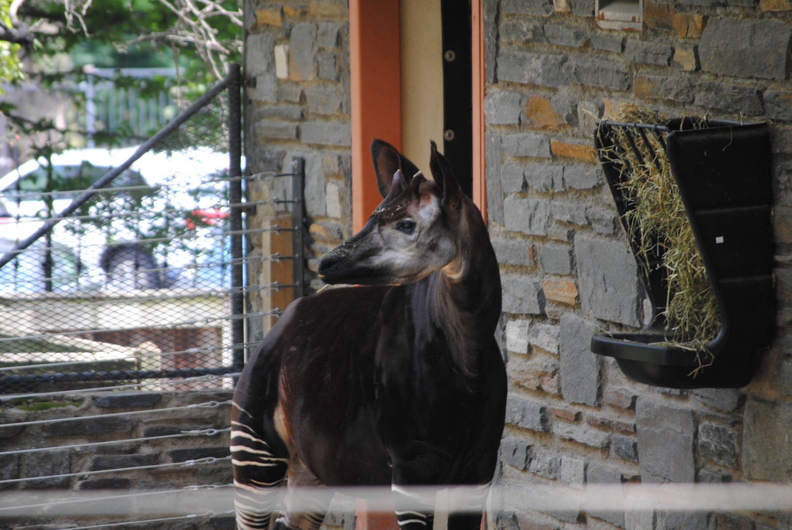Okapi