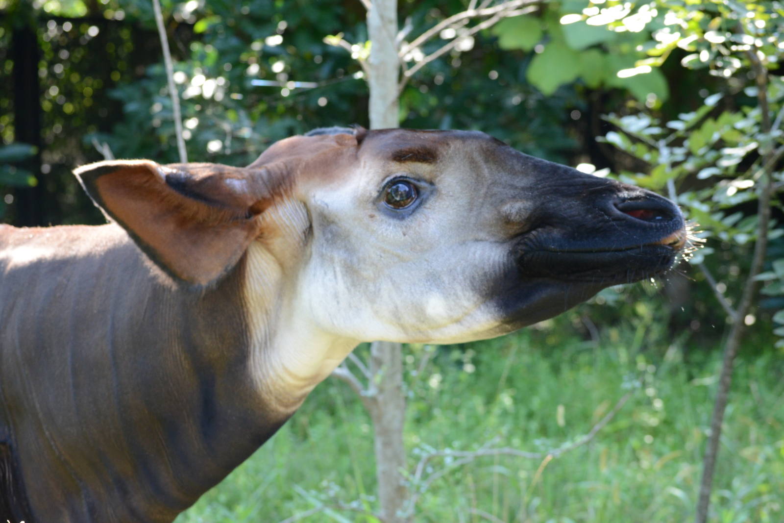 Okapi