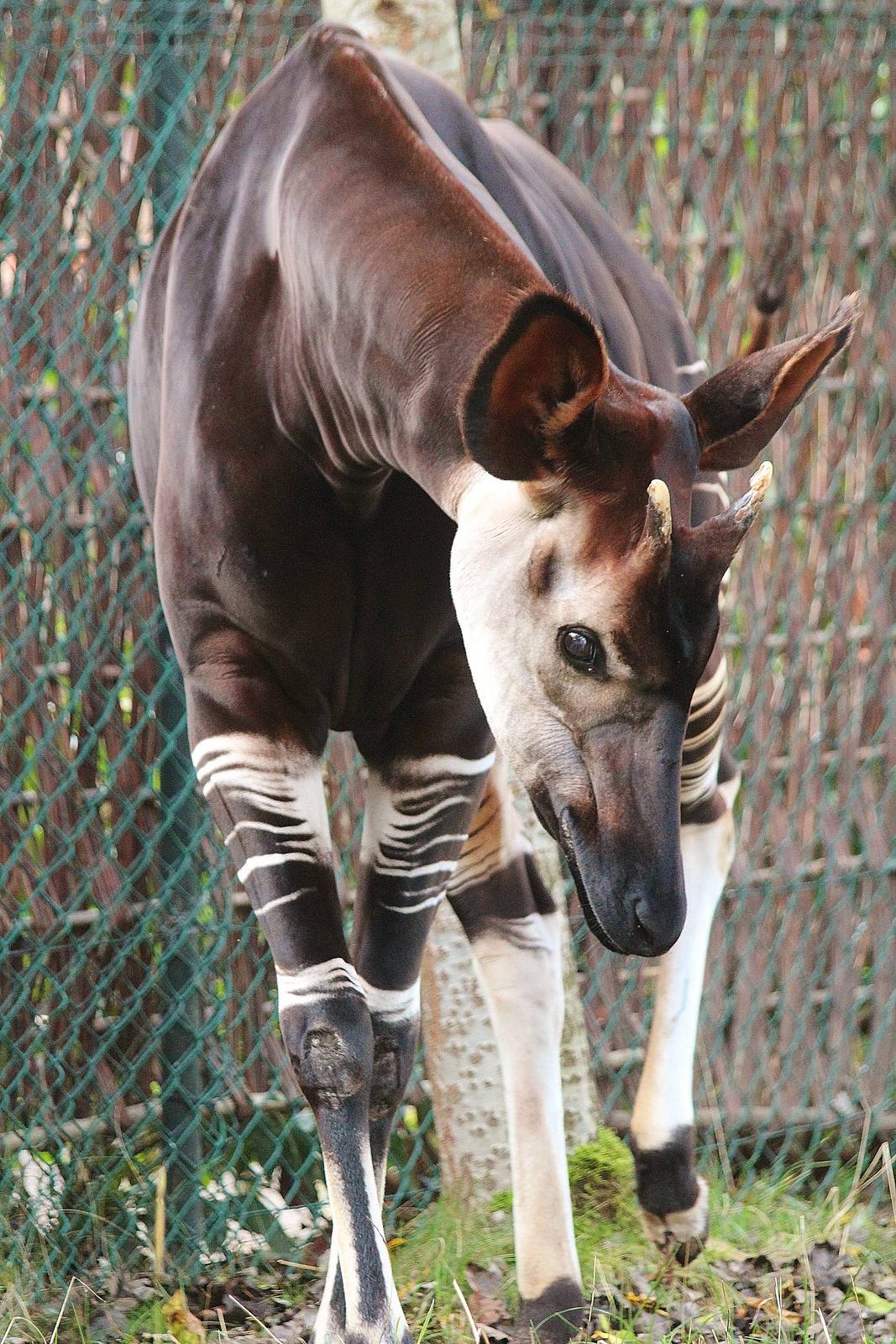 Okapi