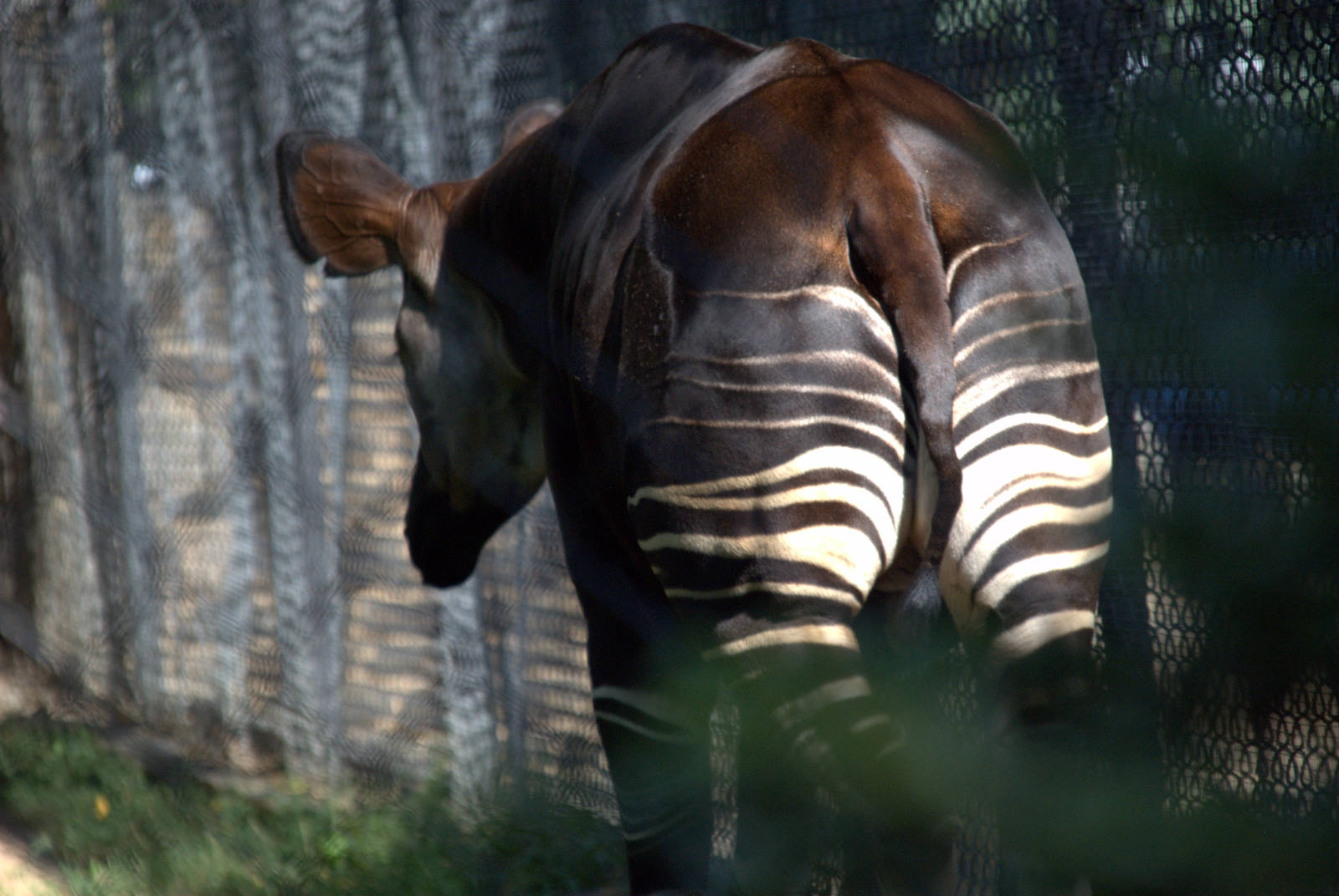 Okapi