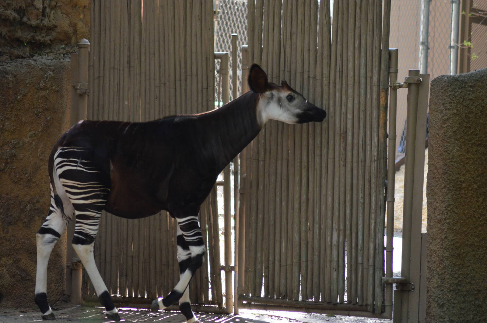 Okapi