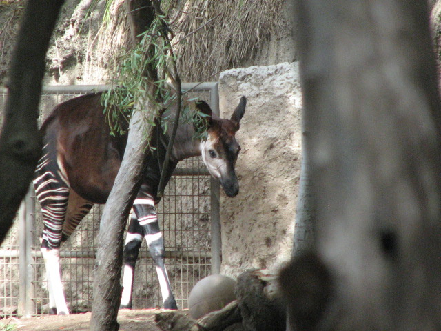 Okapi