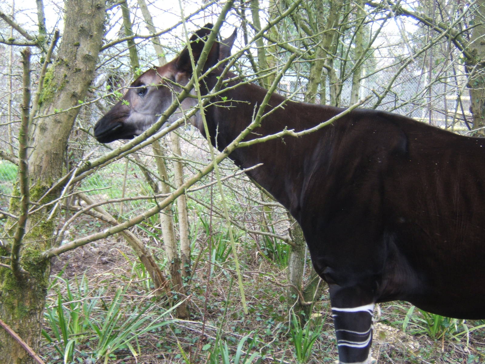 Okapi