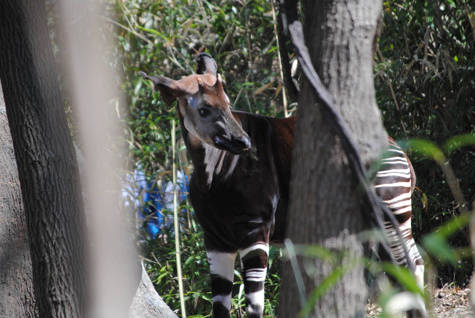 Okapi