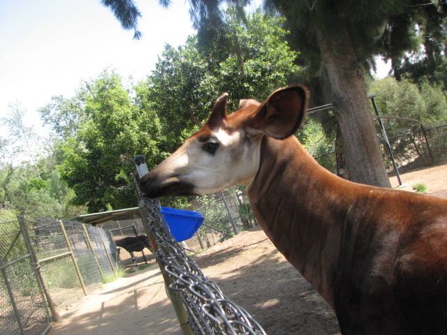 Okapi