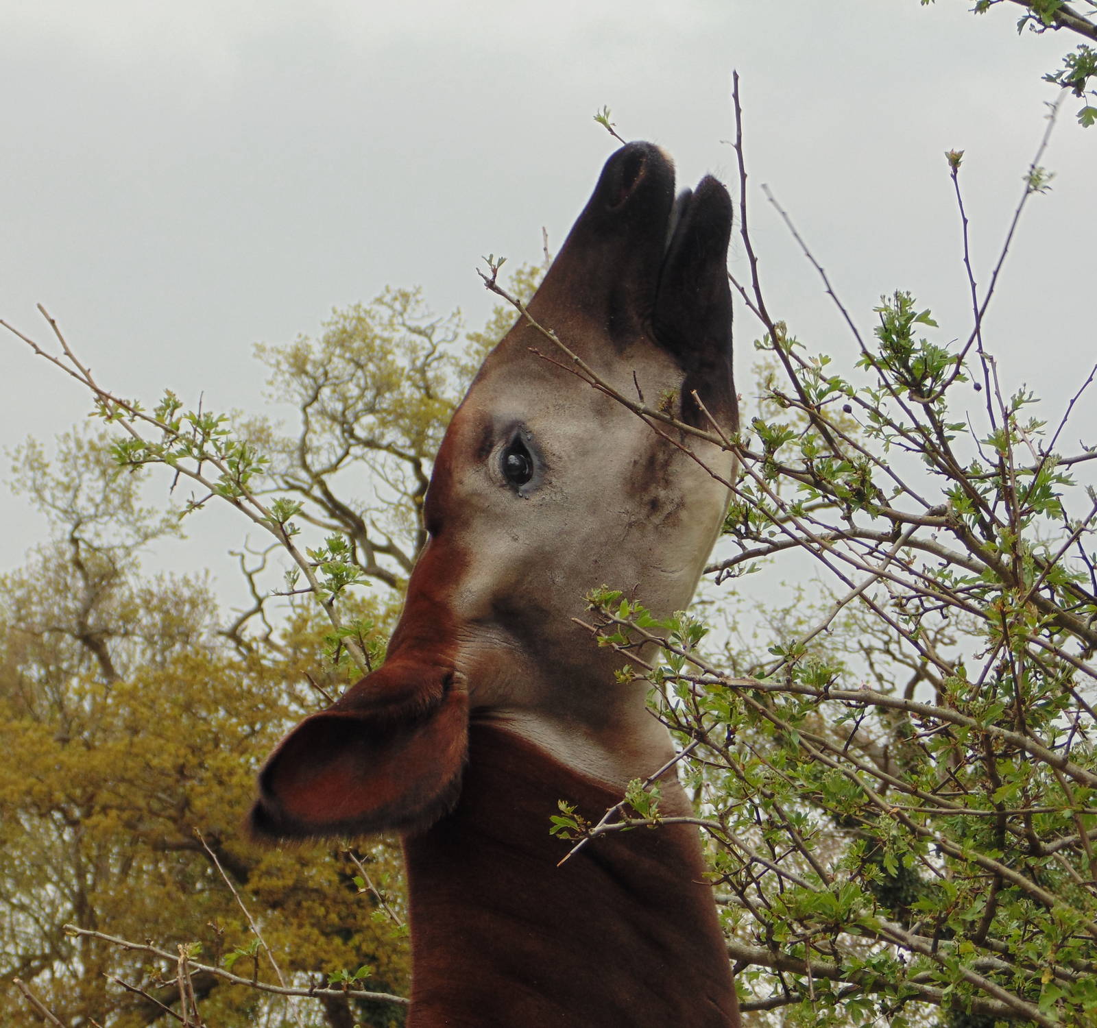 Okapi