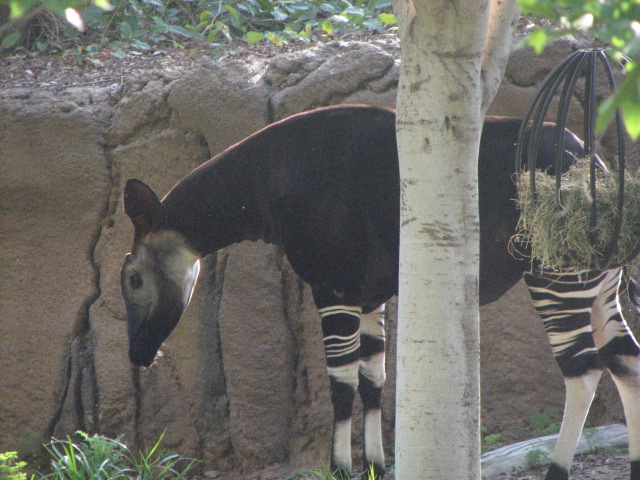 Okapi