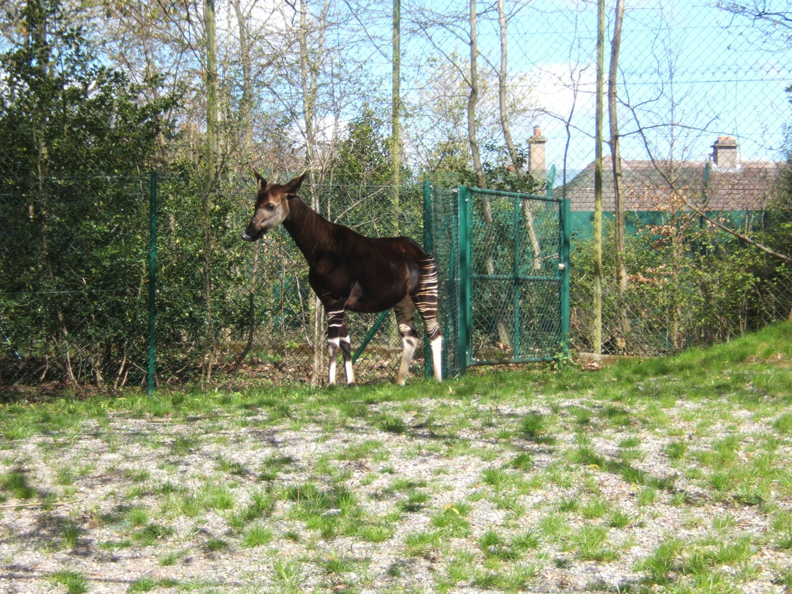 Okapi