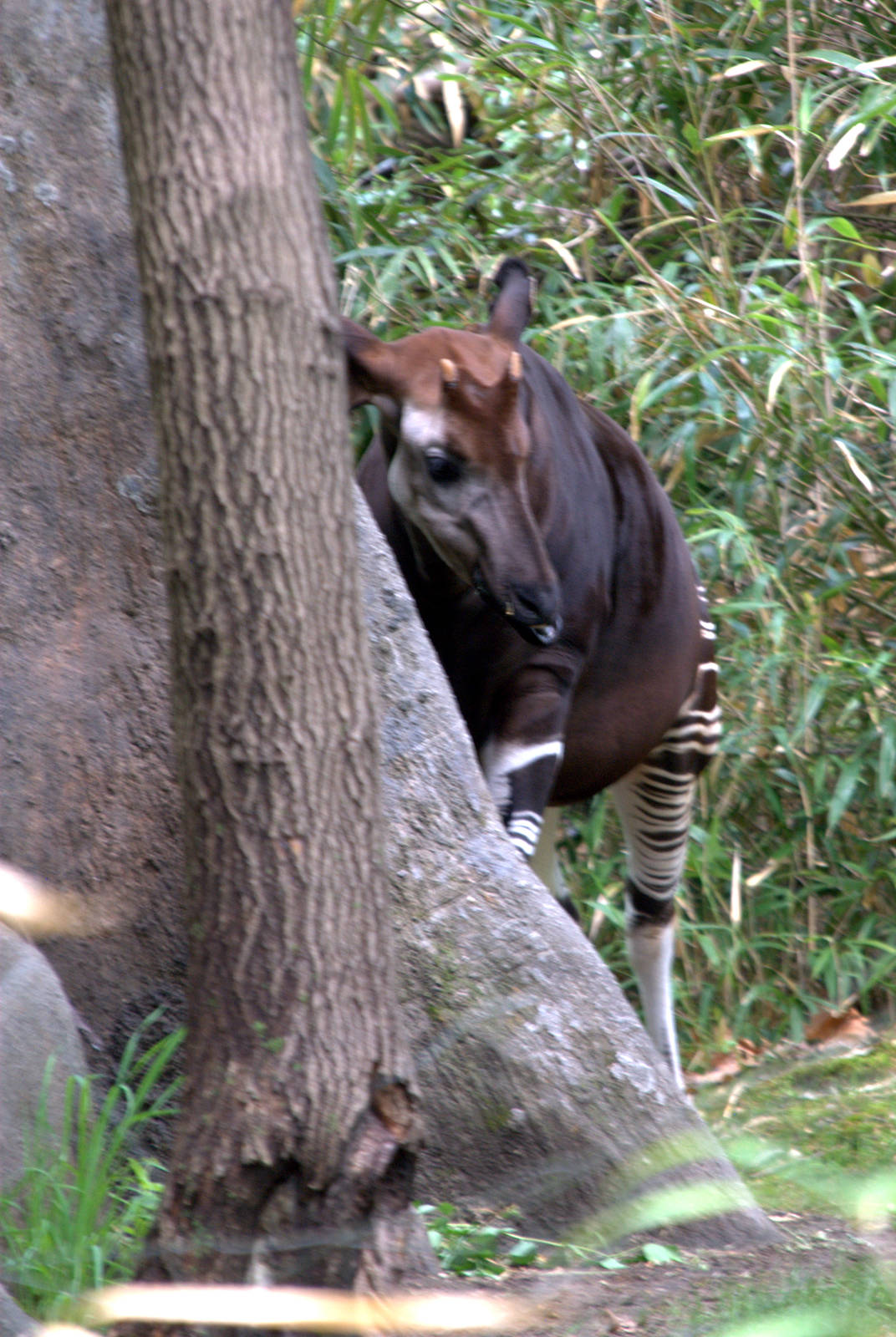 Okapi