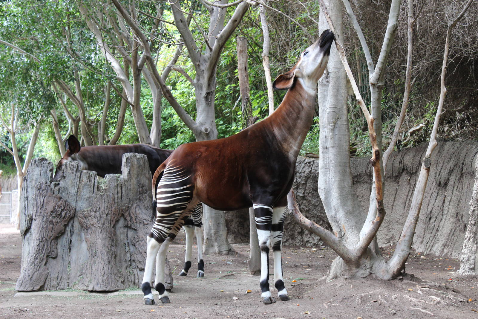 Okapi