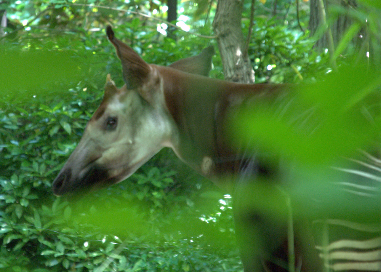 Okapi