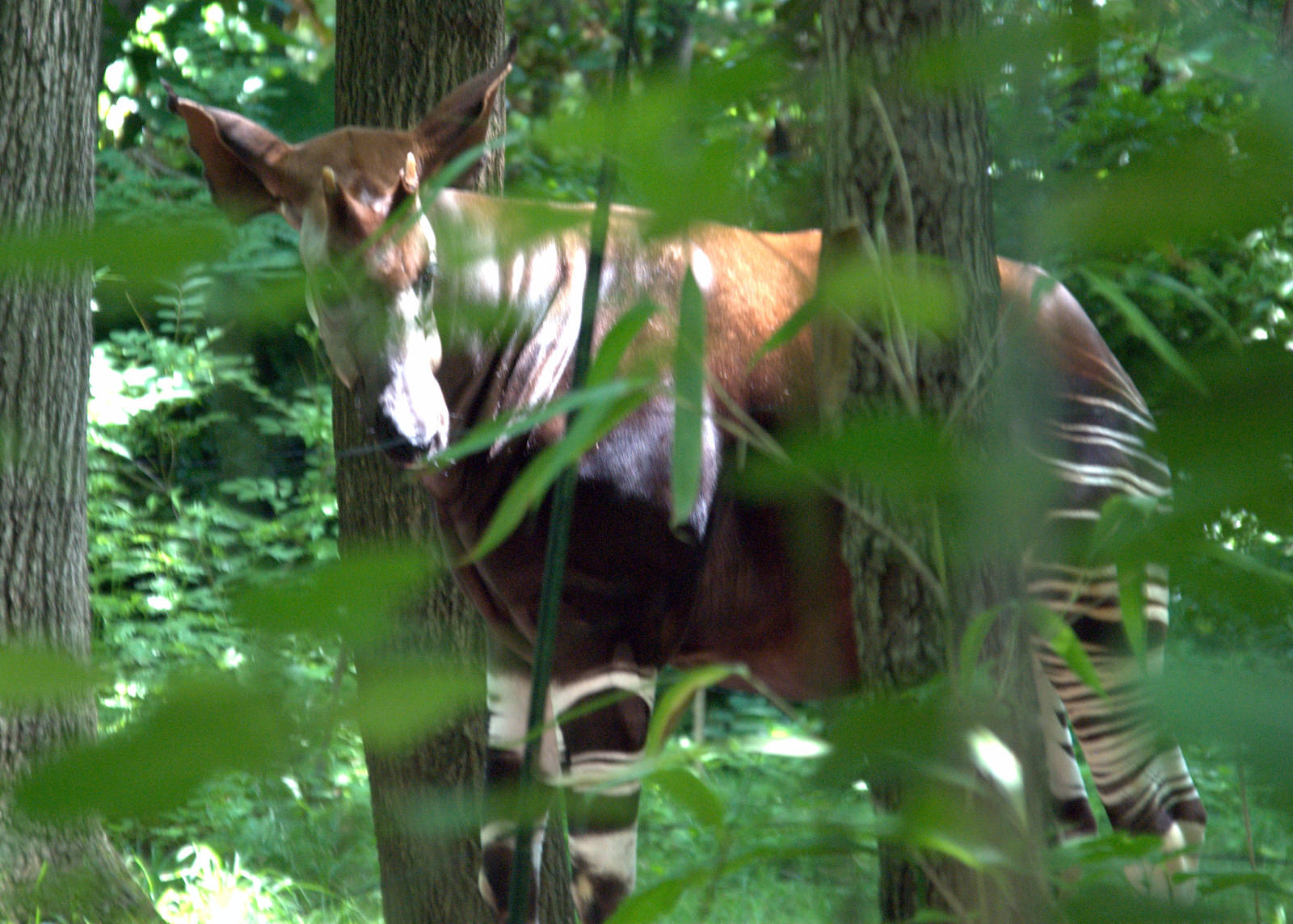 Okapi