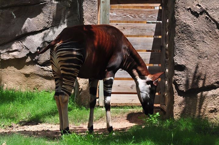 Okapi