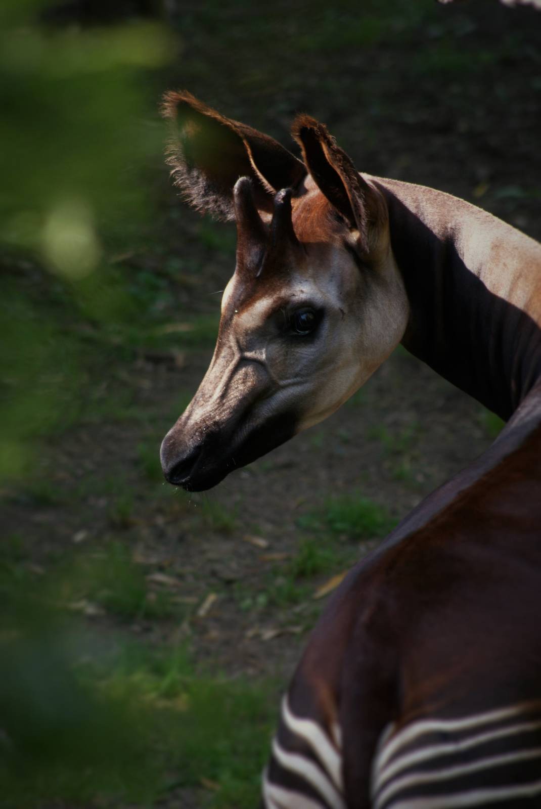 Okapi