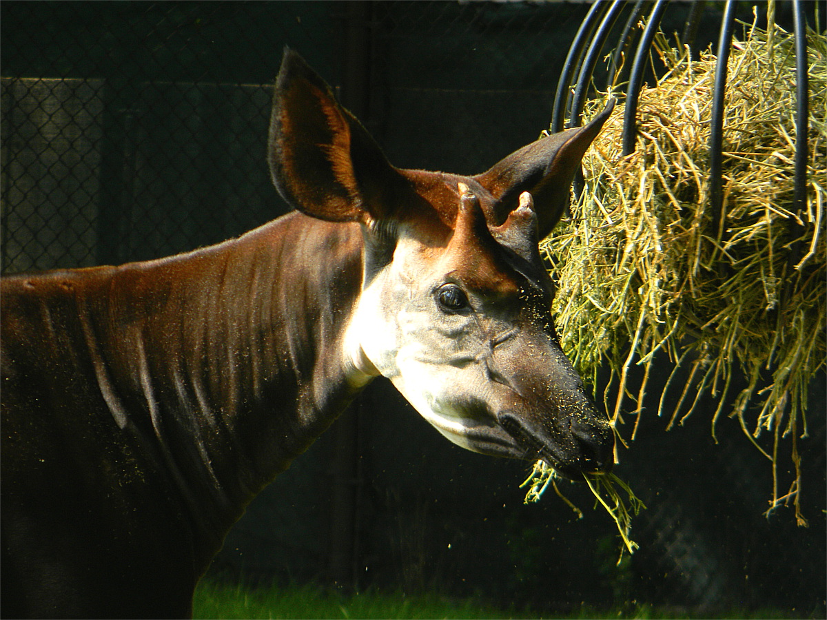 Okapi