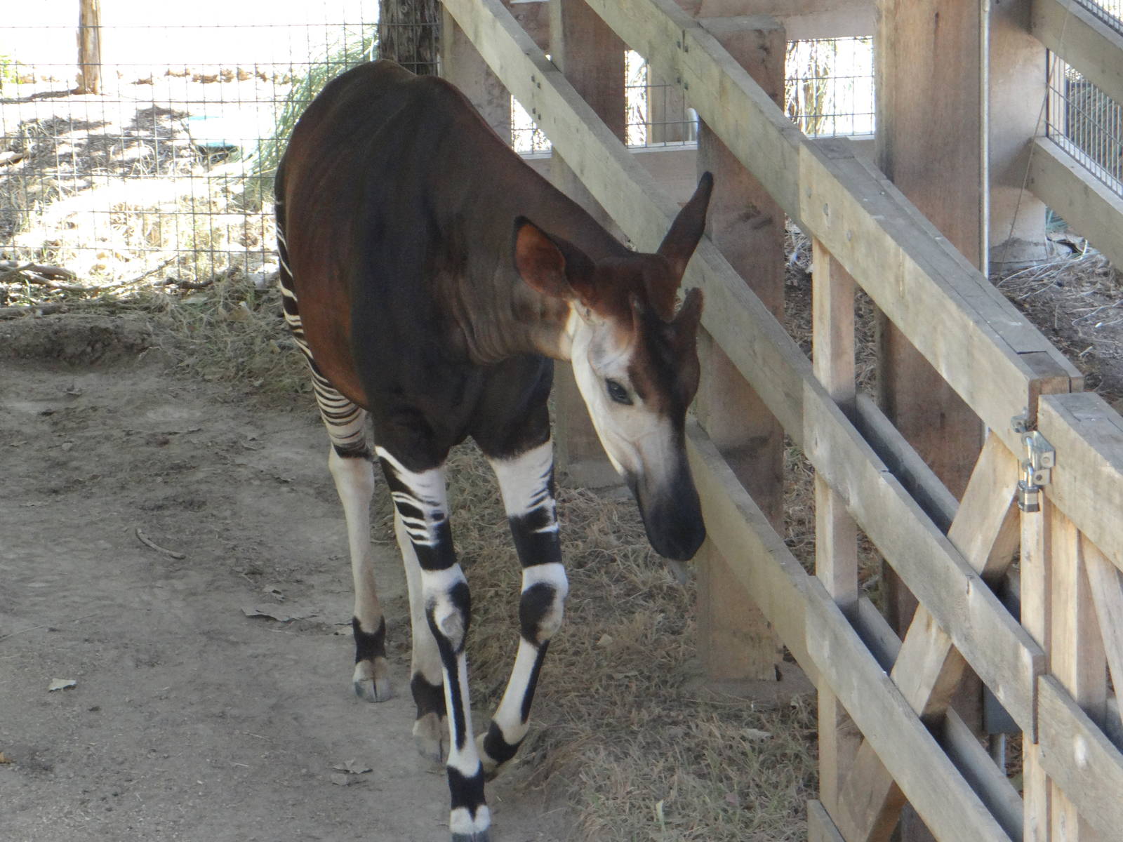 Okapi