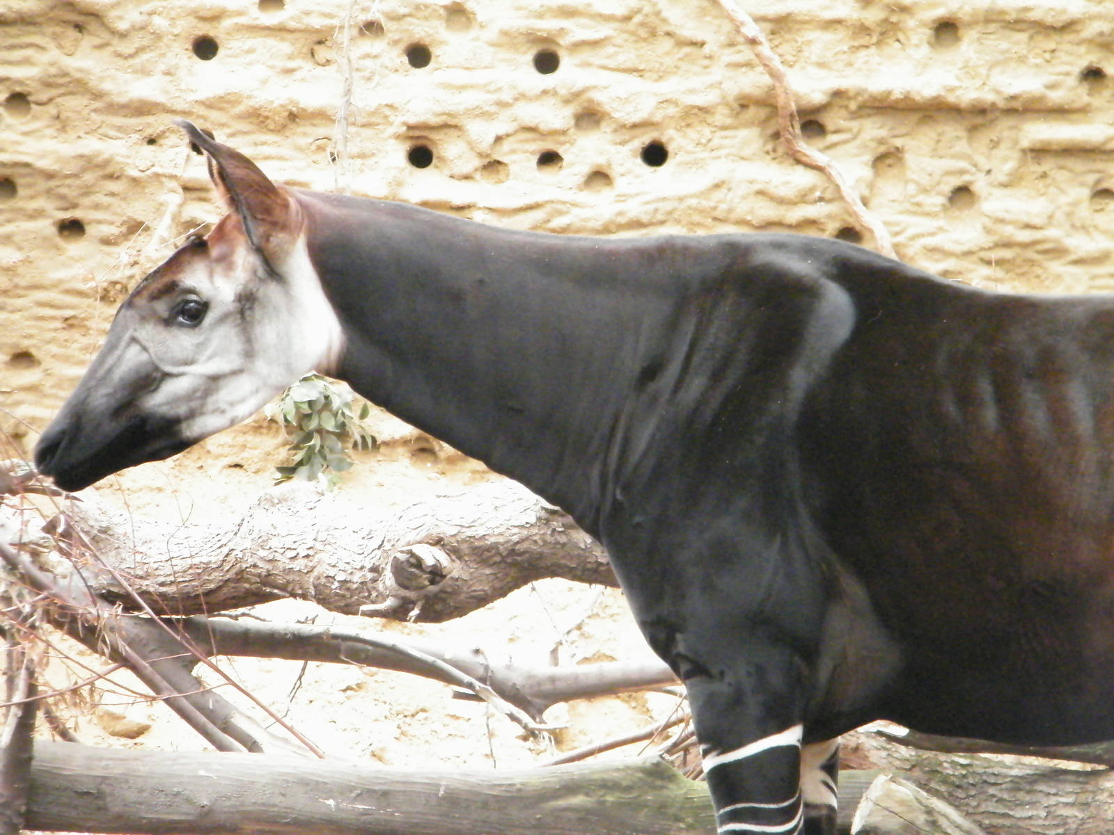 Okapi