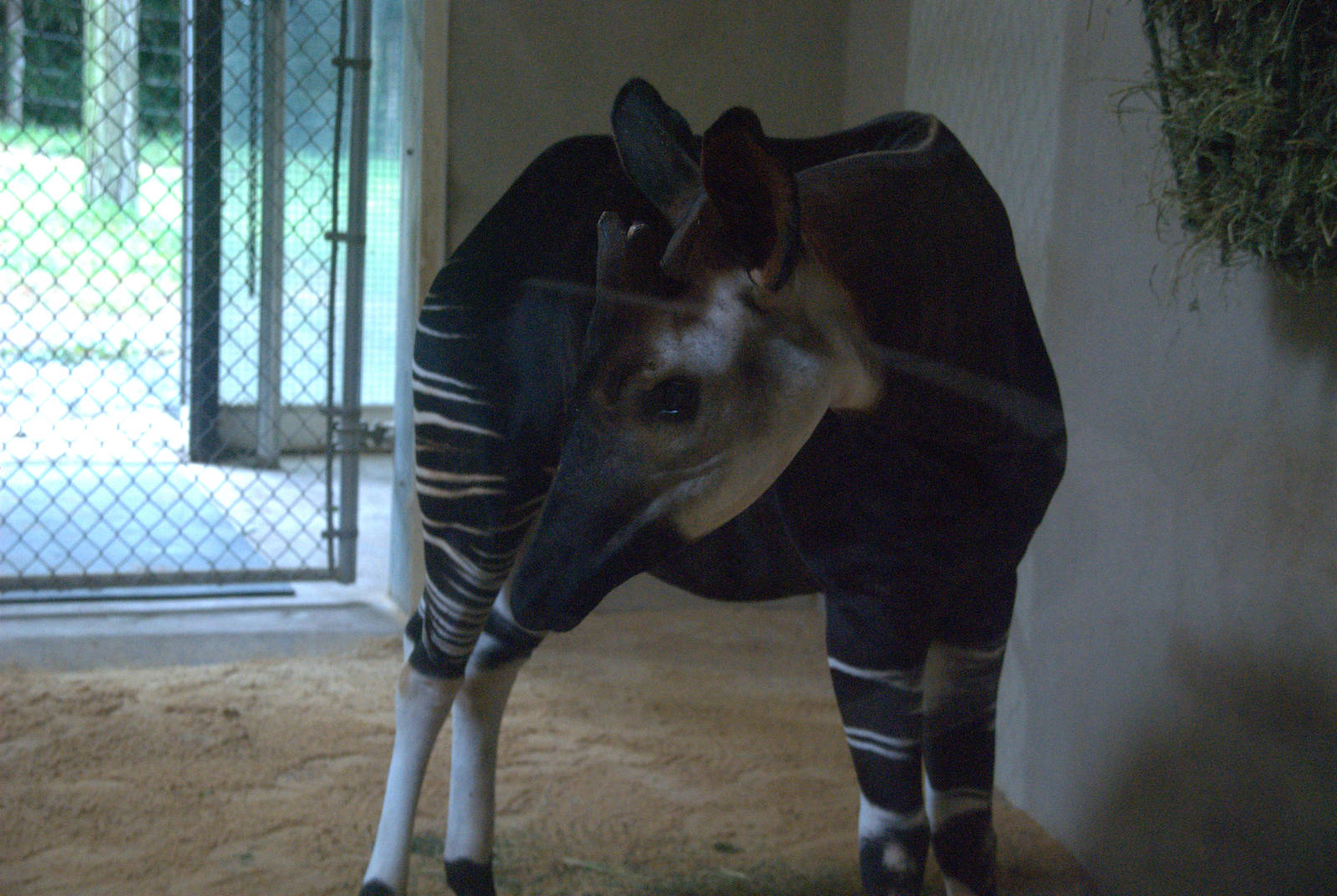 Okapi