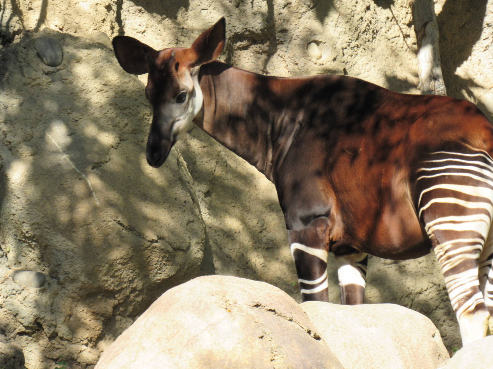 Okapi