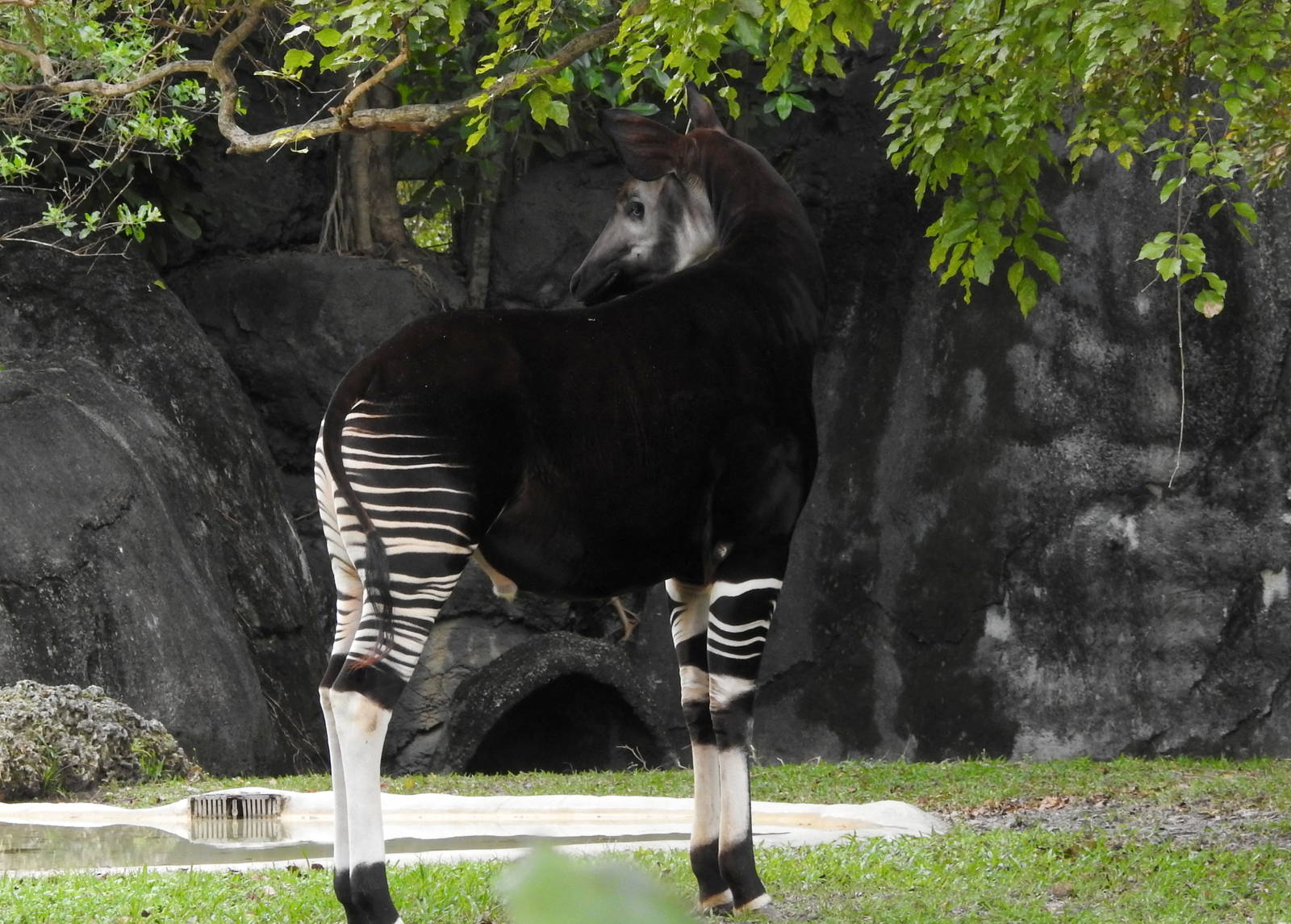 Okapi