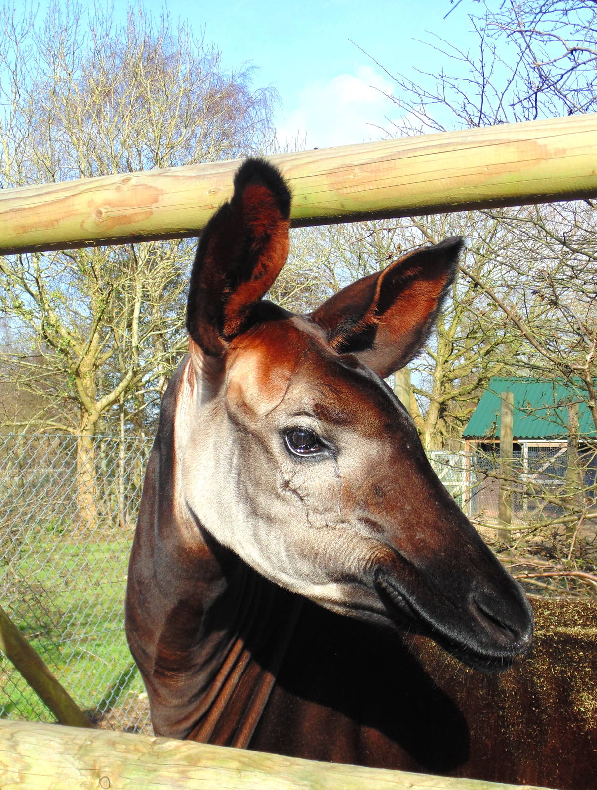 Okapi