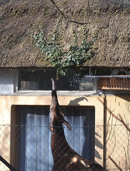 Okapi