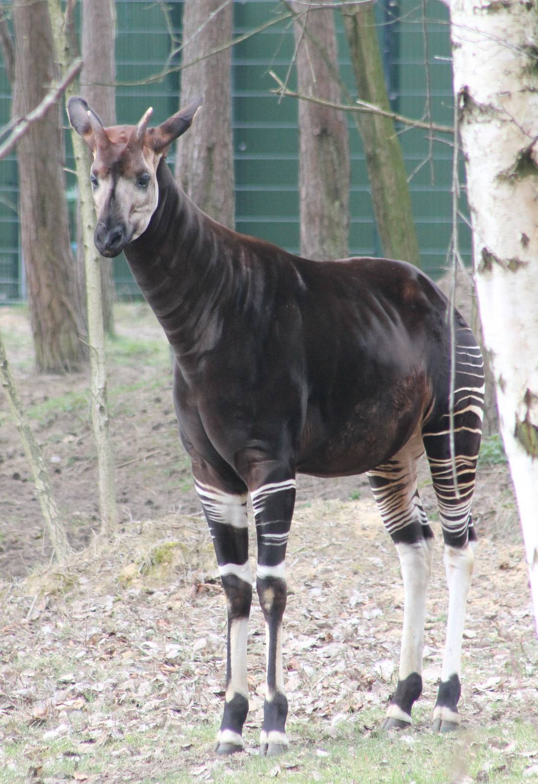 Okapi