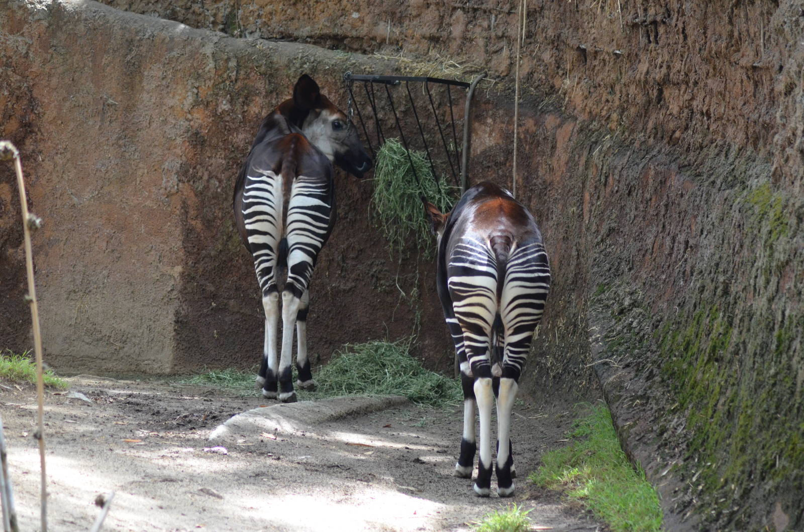 Okapi