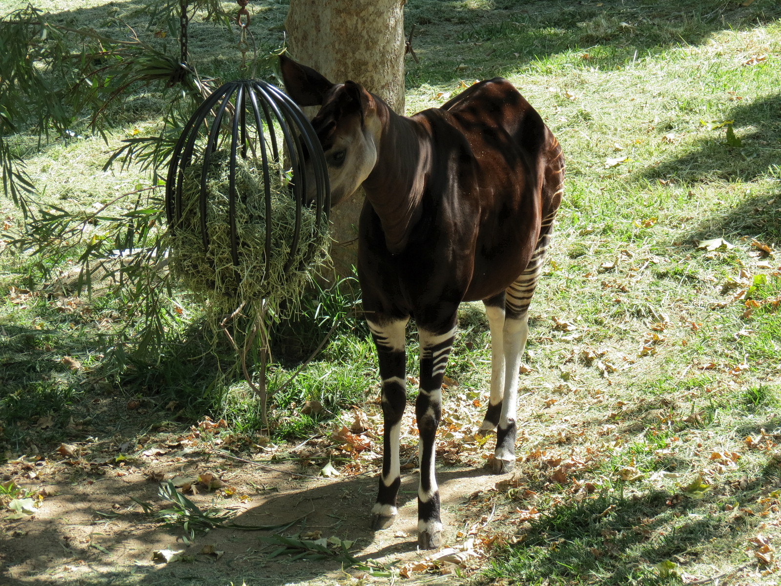 Okapi