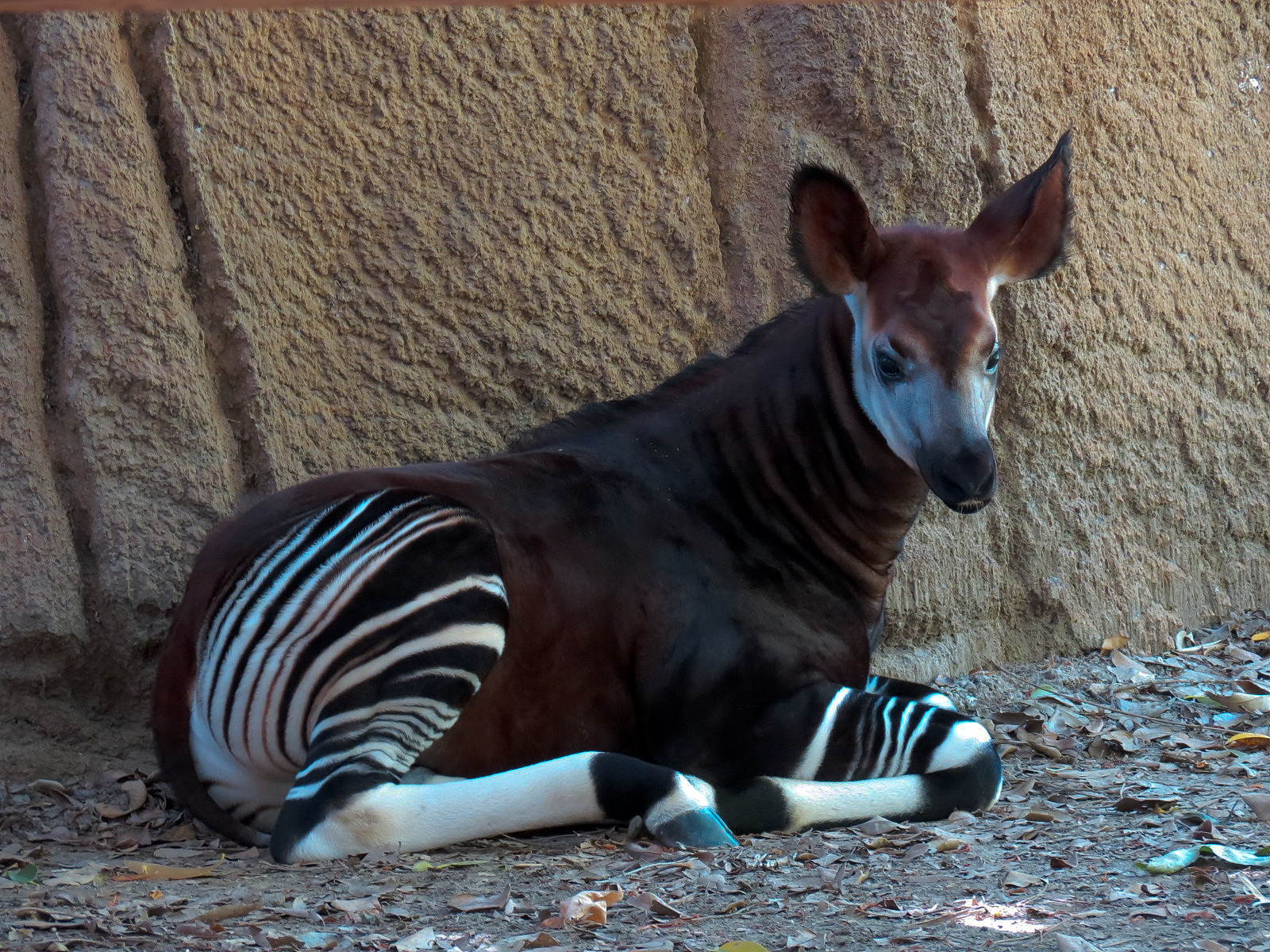Okapi