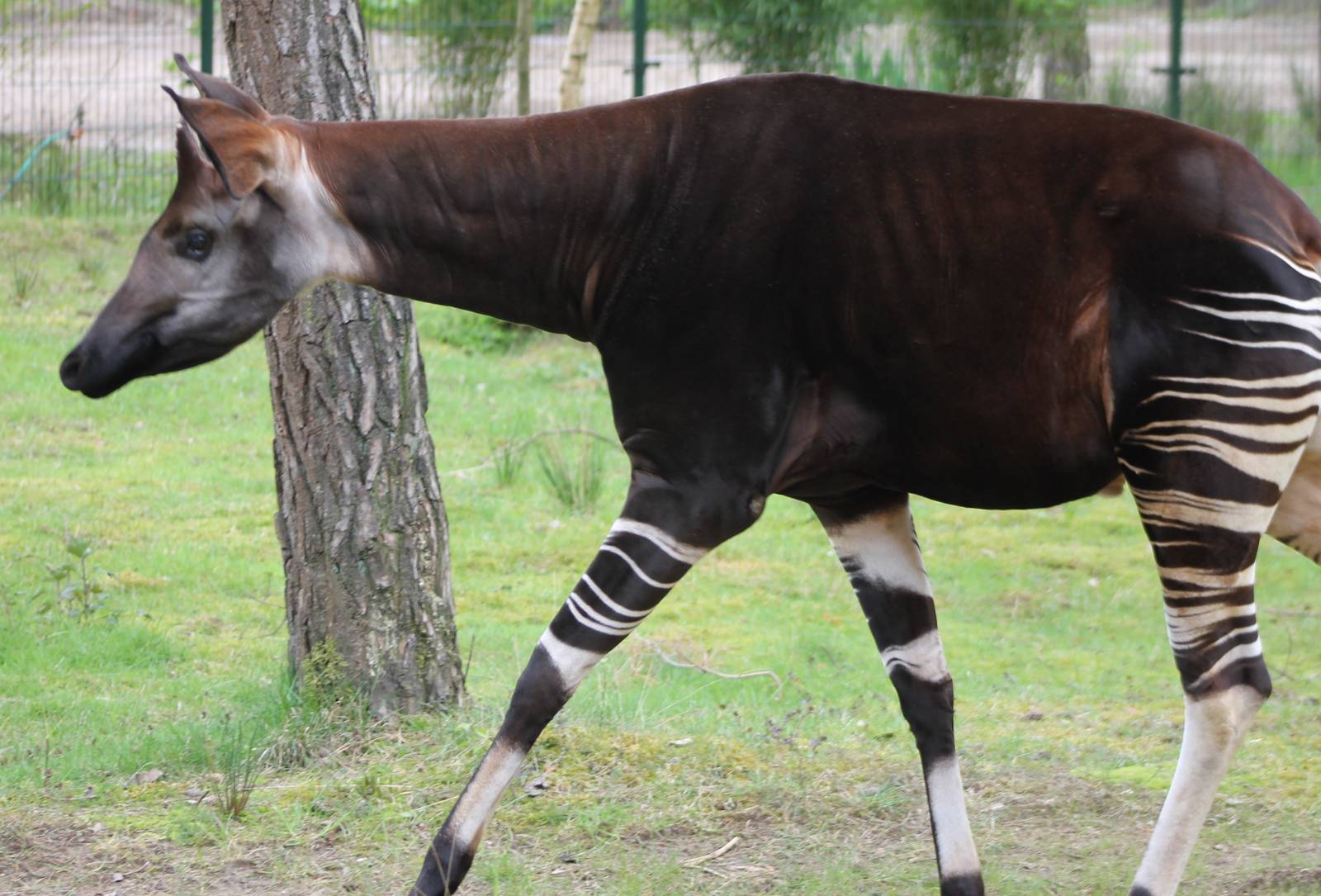 Okapi