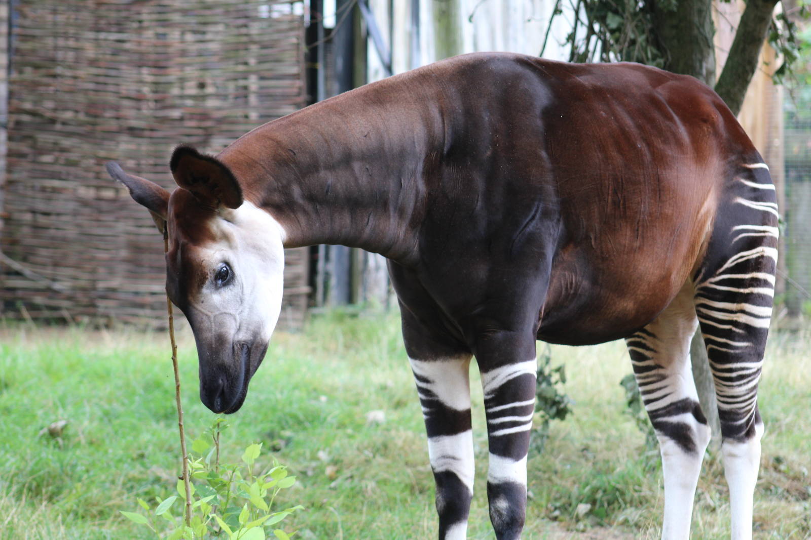 Okapi