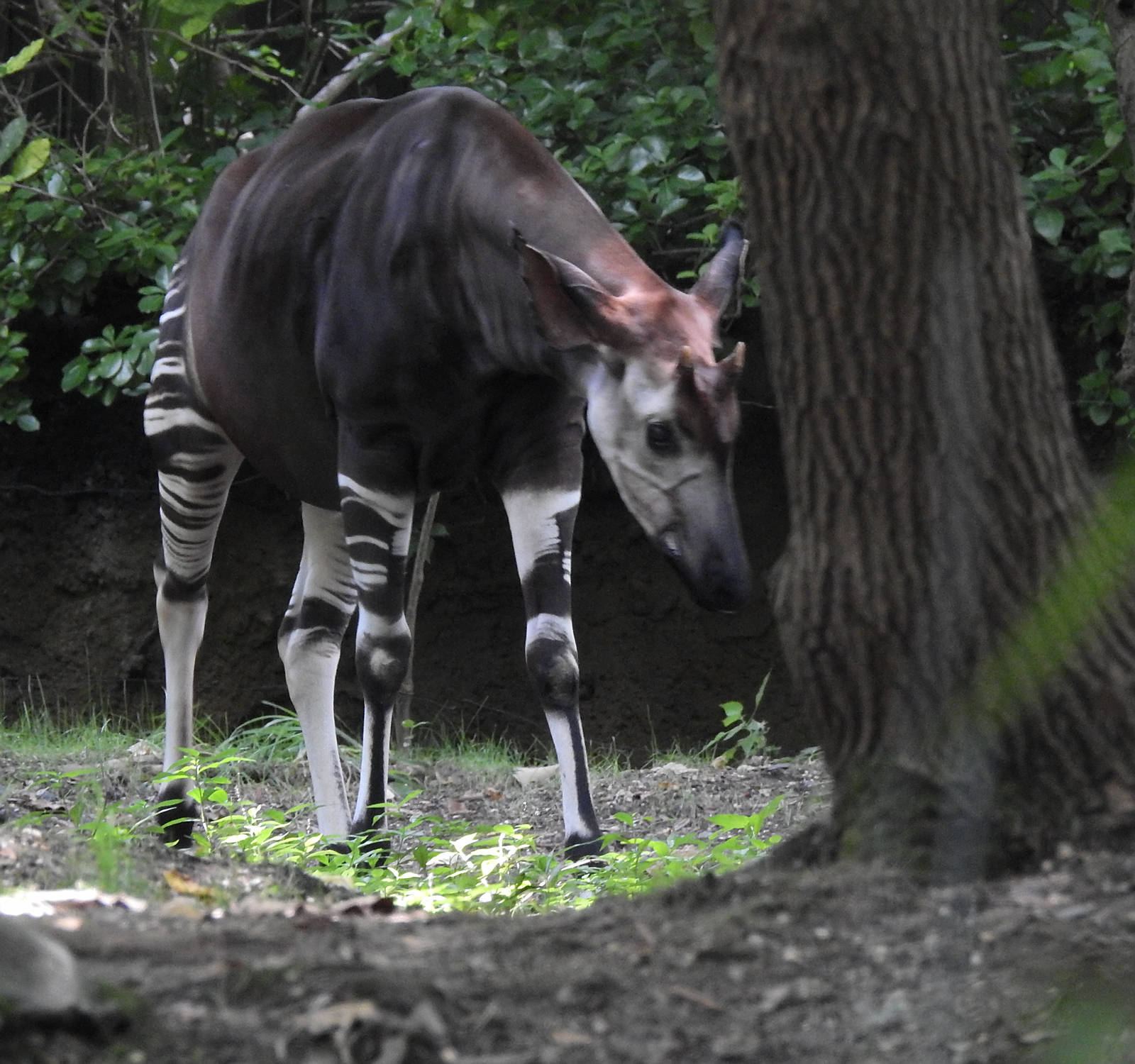 Okapi