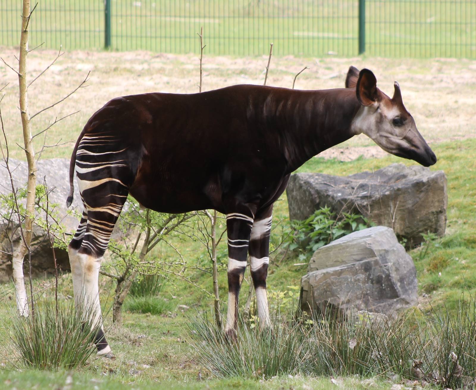 Okapi