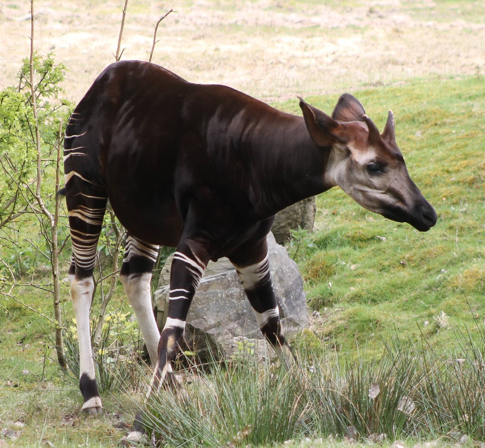 Okapi