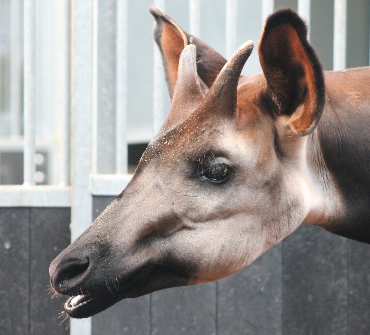 Okapi