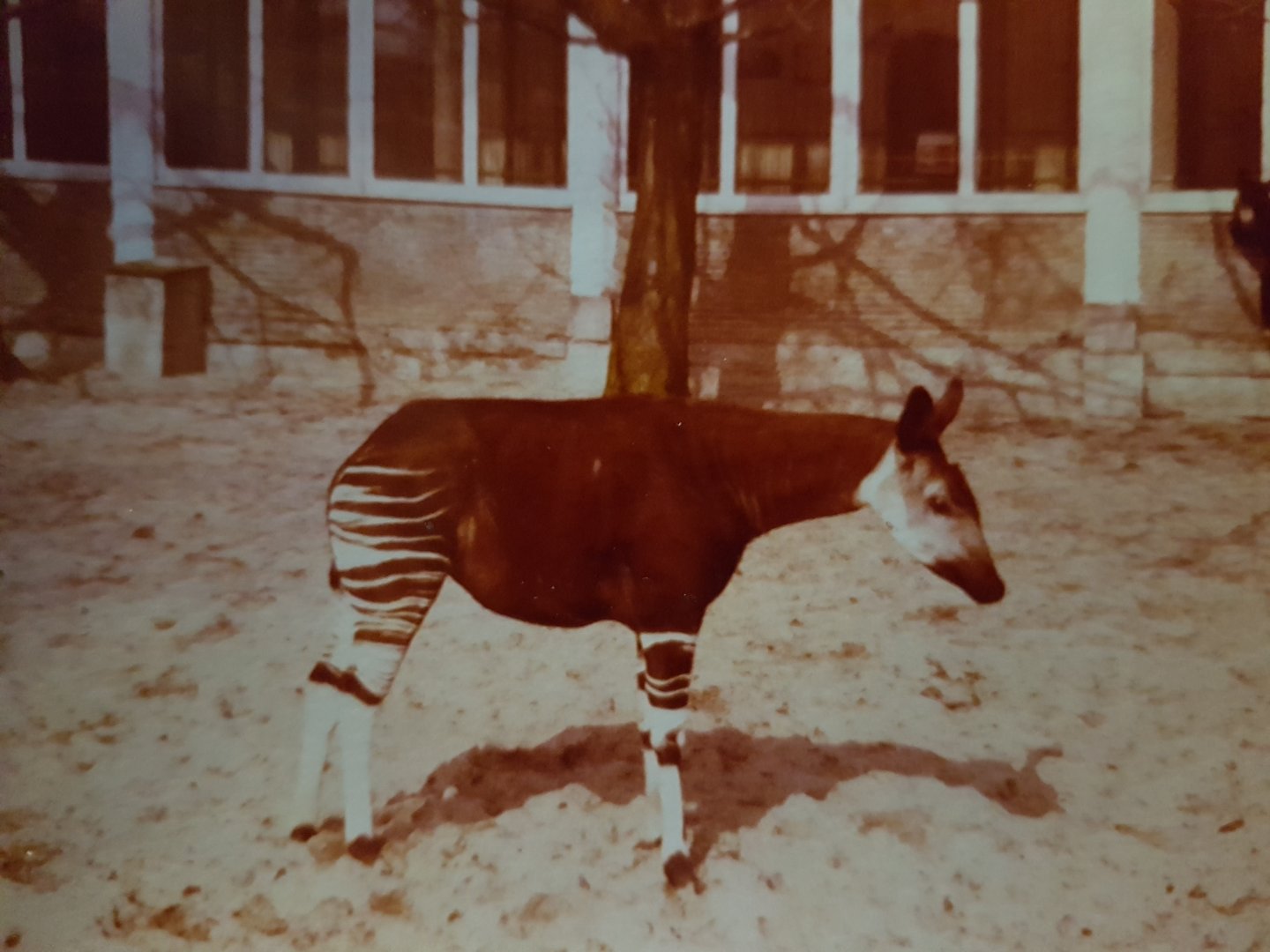 Okapi