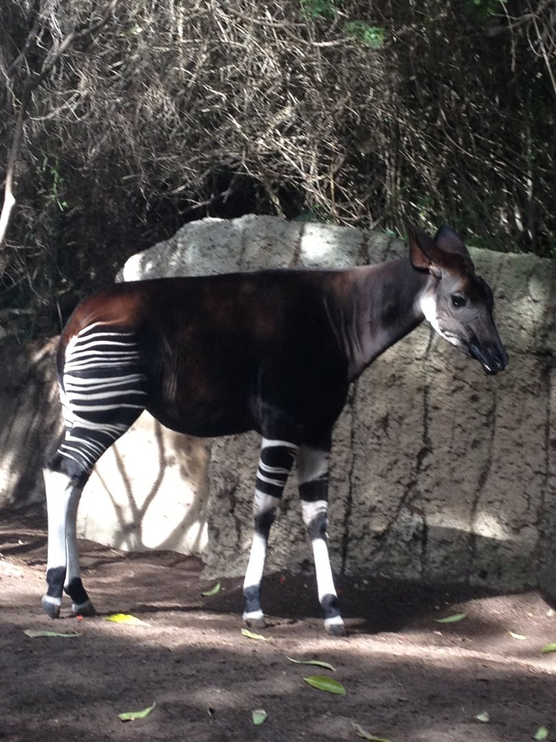 Okapi