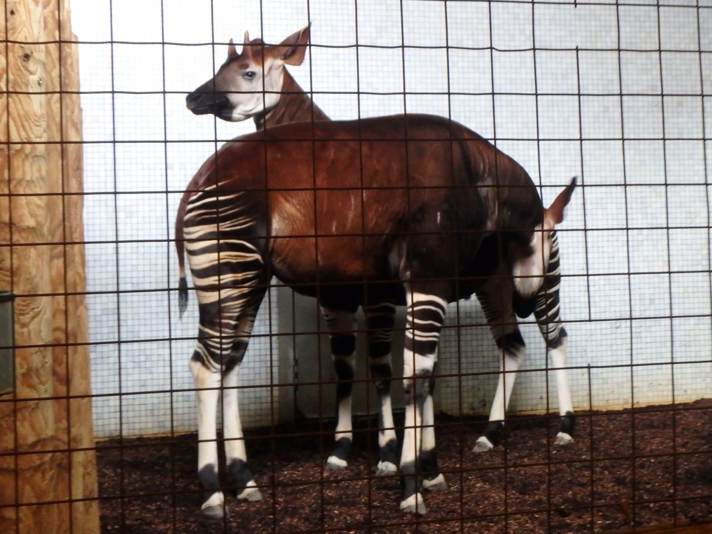 Okapi