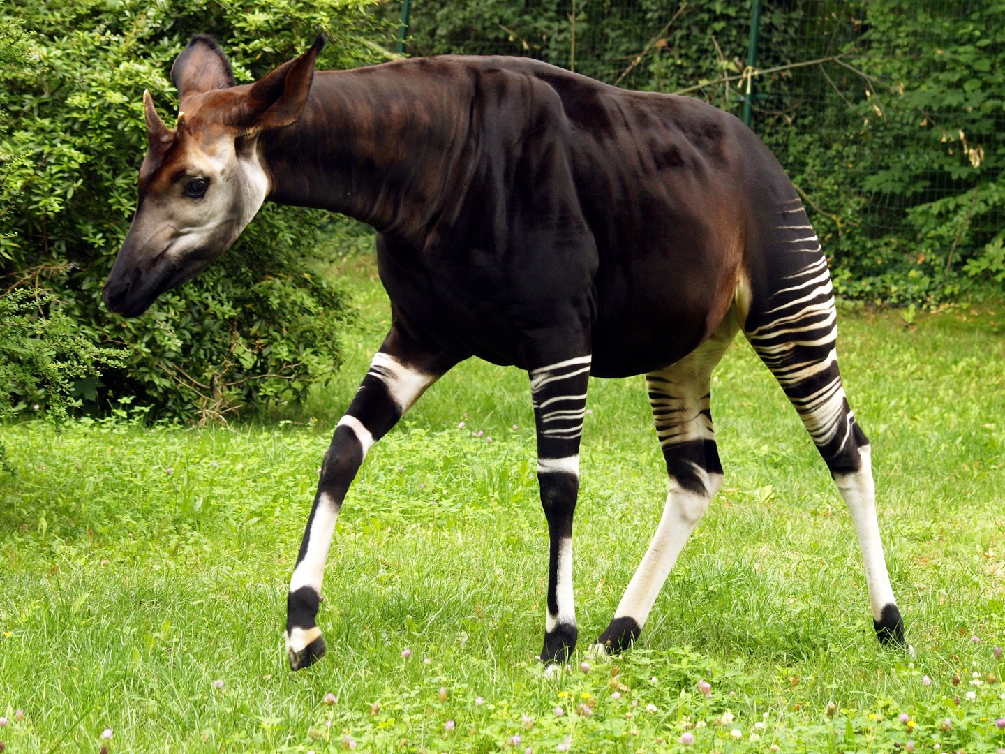 Okapi