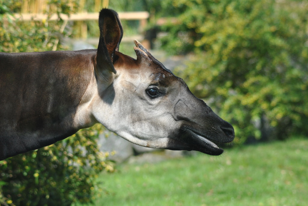 Okapi