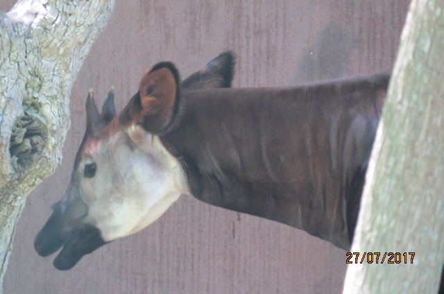 Okapi