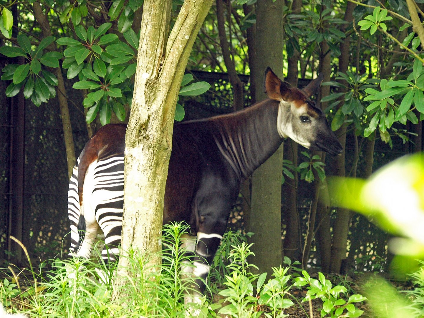 Okapi